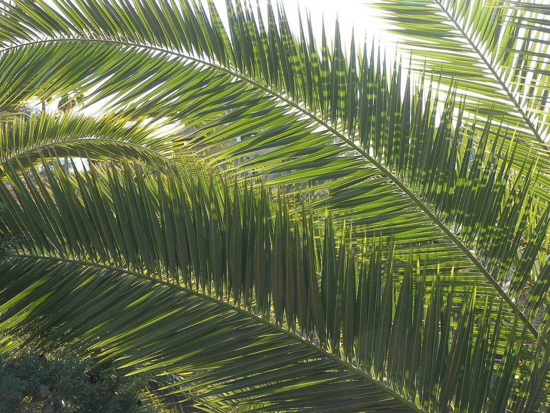пальмовые листья для изготовления рафии