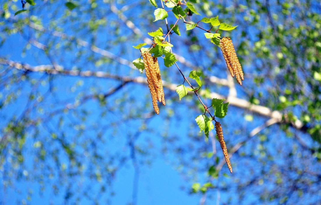 Ампир Декор майские праздники