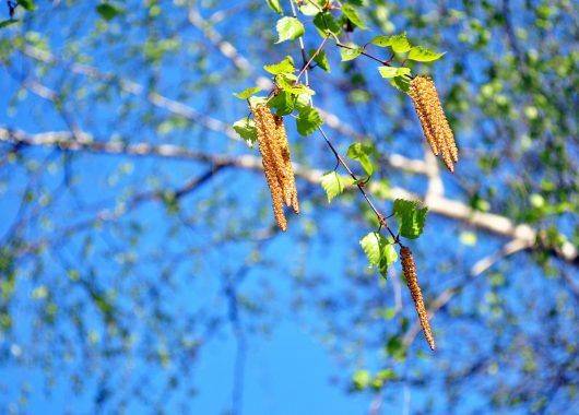 Ампир Декор майские праздники